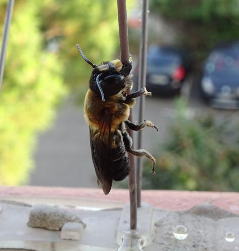 Megachile sculpturalis